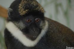 Cercopithecus erythrogaster pococki