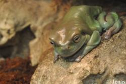 Reptilien-Zoo Kirchberg im Wald