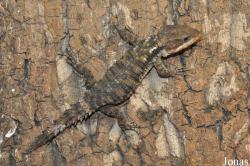 Reptilien-Zoo Kirchberg im Wald