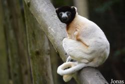 Propithecus coronatus