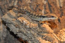 Reptilien-Zoo Kirchberg im Wald