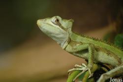 Laemanctus serratus