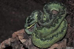 Reptilien-Zoo Kirchberg im Wald