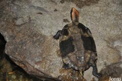 Reptilien-Zoo Kirchberg im Wald