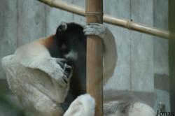Parc Zoologique et Botanique de Mulhouse