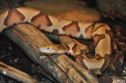 Agkistrodon contortrix contortrix