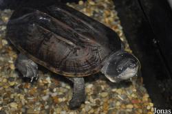 Staurotypus salvinii