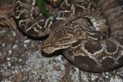 Chilabothrus angulifer
