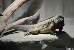 Reptilien-Zoo Kirchberg im Wald