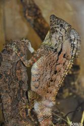Reptilien-Zoo Kirchberg im Wald