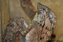 Gonocephalus doriae