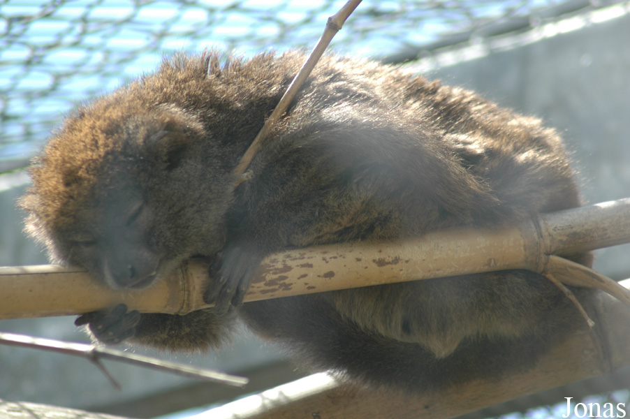 Parc Zoologique et Botanique de Mulhouse