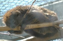 Parc Zoologique et Botanique de Mulhouse