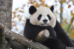 ZooParc de Beauval