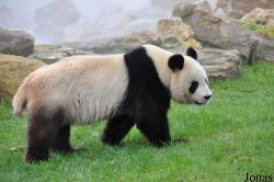 ZooParc de Beauval