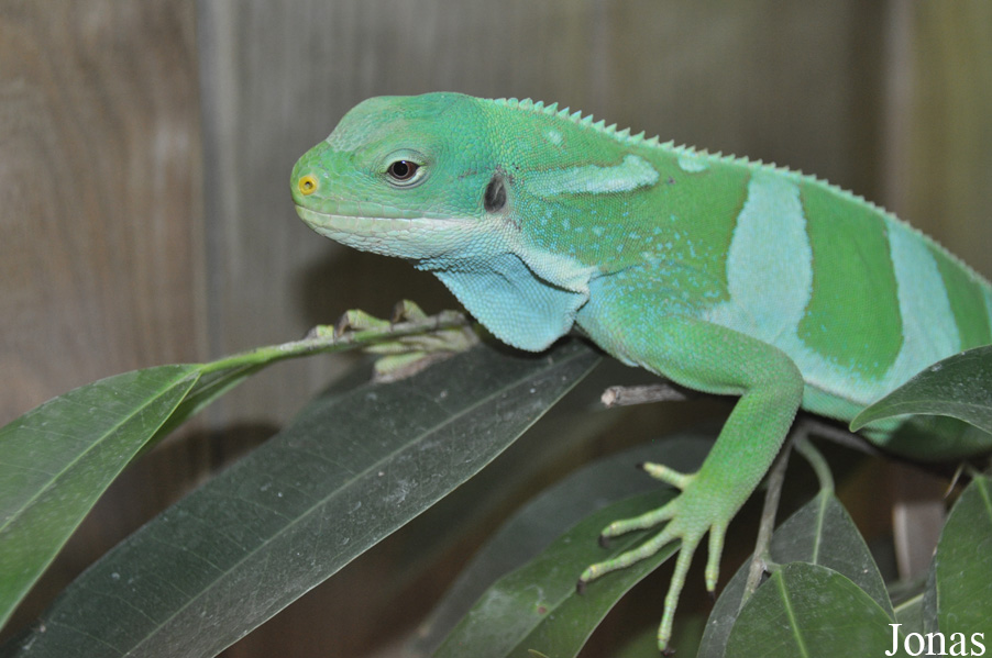 ZooParc de Beauval