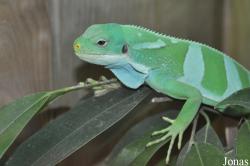 ZooParc de Beauval
