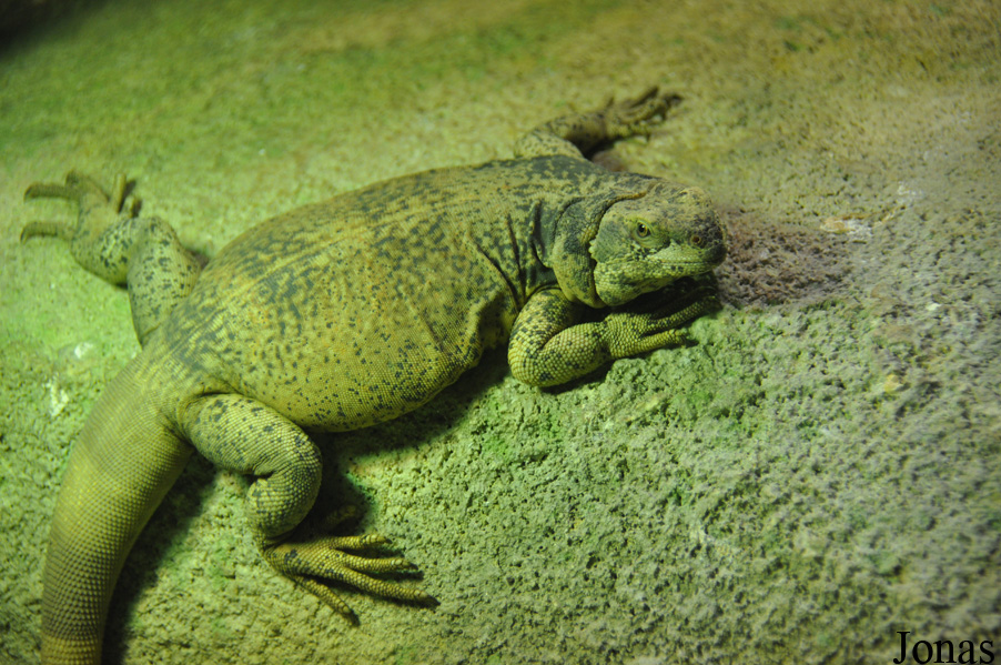 ZooParc de Beauval