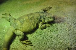 ZooParc de Beauval