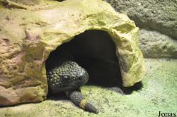 ZooParc de Beauval