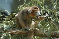 Parc Zoologique et Botanique de Mulhouse