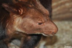 ZooParc de Beauval