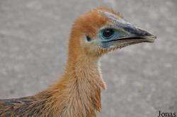 Casuarius casuarius