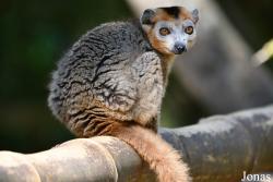 Eulemur coronatus