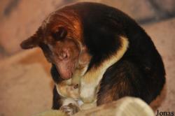 ZooParc de Beauval