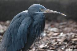 Vogelpark Irgenöd