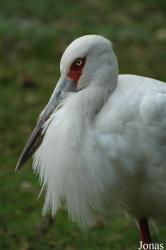 Vogelpark Irgenöd