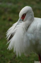 Vogelpark Irgenöd