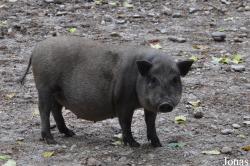 Wildpark Schloss Ortenburg