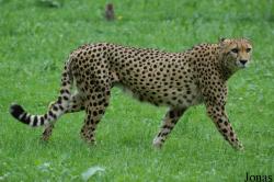 Zoo Schmiding