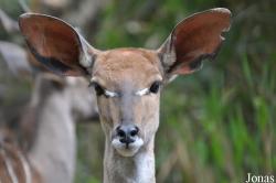 Tragelaphus imberbis