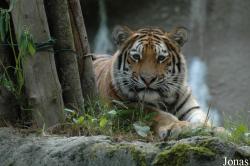 Zoo Schmiding