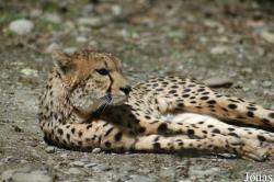 Parc Zoologique et Botanique de Mulhouse