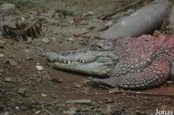 Zoo Schmiding