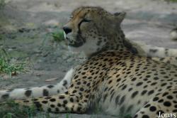 Acinonyx jubatus