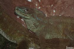 Zoo Schmiding