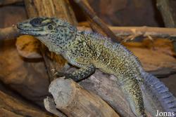 Hydrosaurus amboinensis
