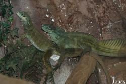 Zoo Schmiding