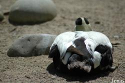 Parc Zoologique et Botanique de Mulhouse