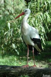 Parc Zoologique et Botanique de Mulhouse