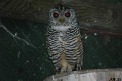 Wildpark Altenfelden