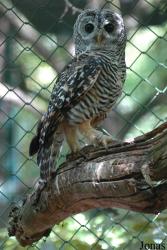 Wildpark Altenfelden