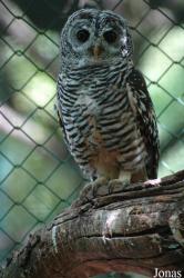 Wildpark Altenfelden