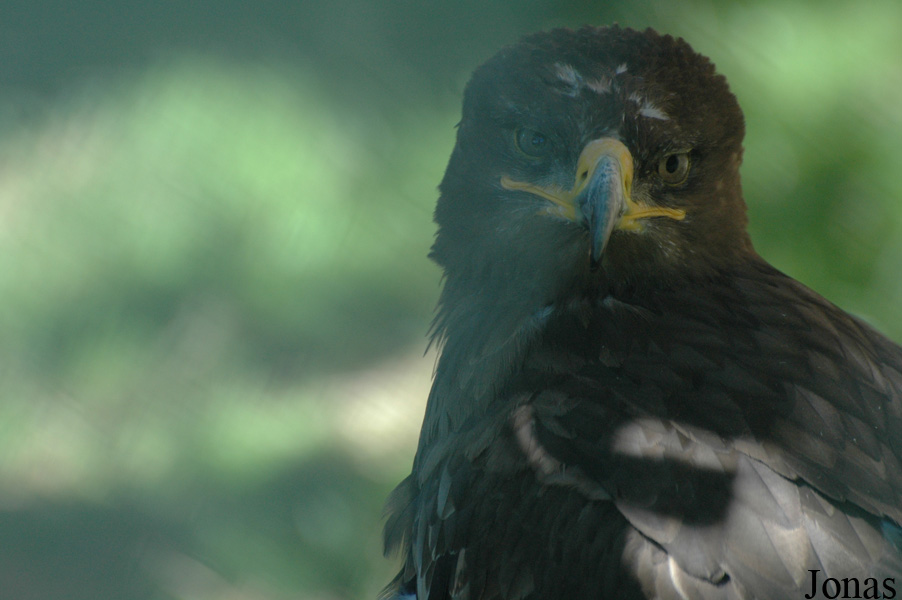 Wildpark Altenfelden