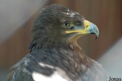Wildpark Altenfelden
