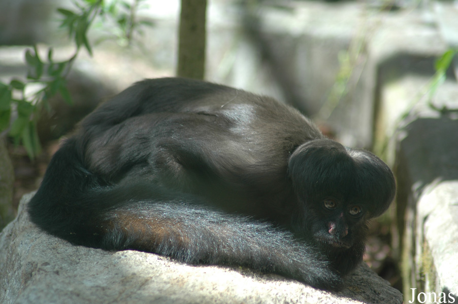 Parc Zoologique et Botanique de Mulhouse